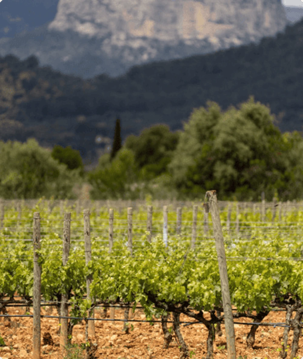 Rows of green grapevines in the Santa Maria wine region with a mountain backdrop